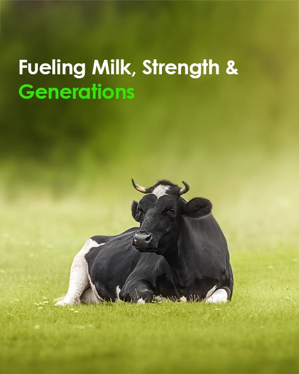 Best cattle supplements in India