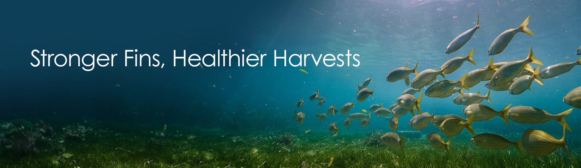 "Premium Animal nutrition supplements manufacturer in India