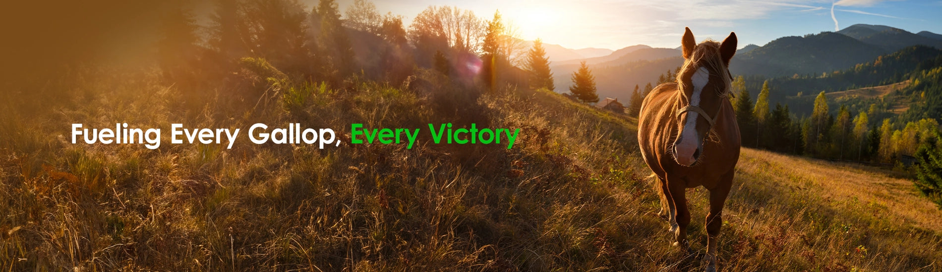 Animal nutrition supplements for Aquin